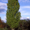 Acer rub. ‘Bowhall' Red Maple, 15 gal 1" 8-9'
