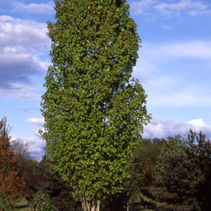 Acer rub. ‘Bowhall' Red Maple, 20 gal 1.25" 8/9'