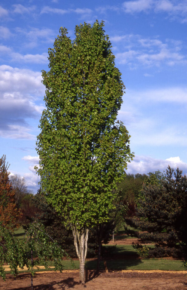 Acer rub. ‘Bowhall' Red Maple, 20 gal 1.25" 8/9'