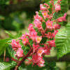 Aesculus x car. 'Briotii' Ruby Red Horsechestnut 9-10', 15 gal 1.75" - Image 2