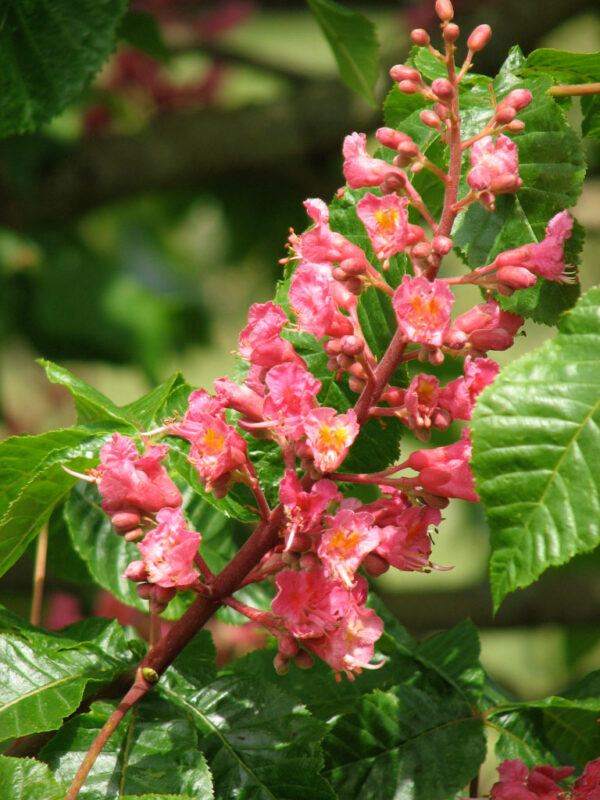 Aesculus × car. 'Briotii' Red HorseChestnut 9-10', 20 gal 2" - Image 2