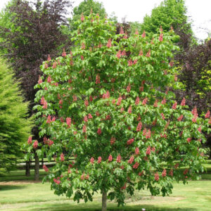Aesculus × car. 'Briotii' Red HorseChestnut 9-10', 20 gal 2"