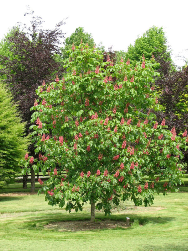 Aesculus × car. 'Briotii' Red HorseChestnut 9-10', 20 gal 2"