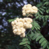 Sorbus auc. 'Michred' Cardinal Royal Mountain Ash, 15 gal 1.25" - Image 2