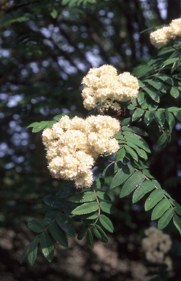 Sorbus auc. 'Michred' Cardinal Royal Mountain Ash, 15 gal 1.25" - Image 2