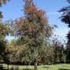 Sorbus auc. 'Michred' Cardinal Royal Mountain Ash, 15 gal 1.25"