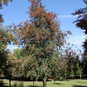 Sorbus auc. 'Michred' Cardinal Royal Mountain Ash, 15 gal 1.25"
