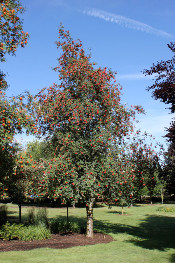 Sorbus auc. 'Michred' Cardinal Royal Mountain Ash, 15 gal 1.25"