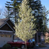 Pyrus cal. Chanticleer Pear, 15 gal 1.25"