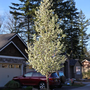 Pyrus cal. 'Cleveland Select'/Chanticleer Pear 13-14', 25 gal 2.25"