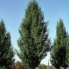 Pyrus cal. Chanticleer Pear, 15 gal 1.25" - Image 2