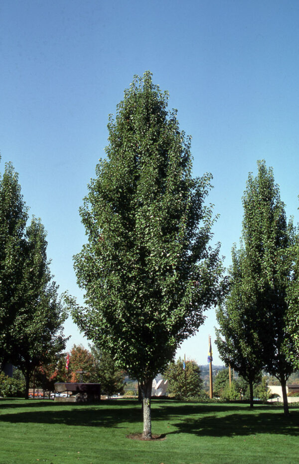Pyrus cal. Chanticleer Pear, 10 gal 1" - Image 2