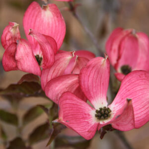 Cornus flo. Cherokee Brave Flowering Pink Dogwood , 20 gal 1"
