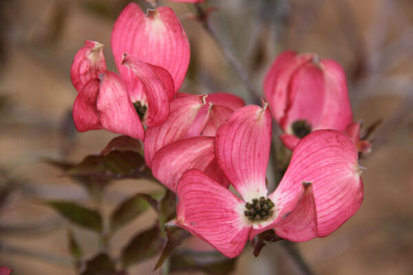 Cornus flo. Cherokee Brave Flowering Pink Dogwood , 20 gal 1"