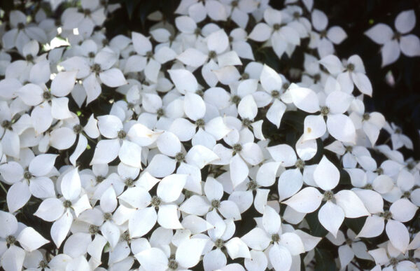 Cornus kou. - Chinese Kousa White Flowering Dogwood, 10 gal 1" - Image 3