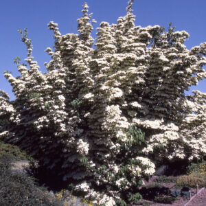 Cornus kou. - Chinese Kousa White Flowering Dogwood, 10 gal 1"