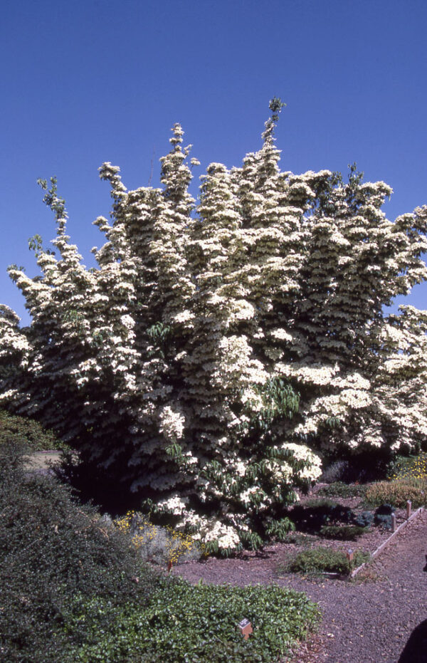 Cornus kou. - Chinese Kousa White Flowering Dogwood, 10 gal 1"