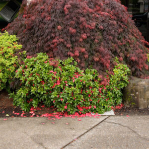 Acer pal. ‘Crimson Queen’ Japanese Laceleaf Maple, 10 gal squat