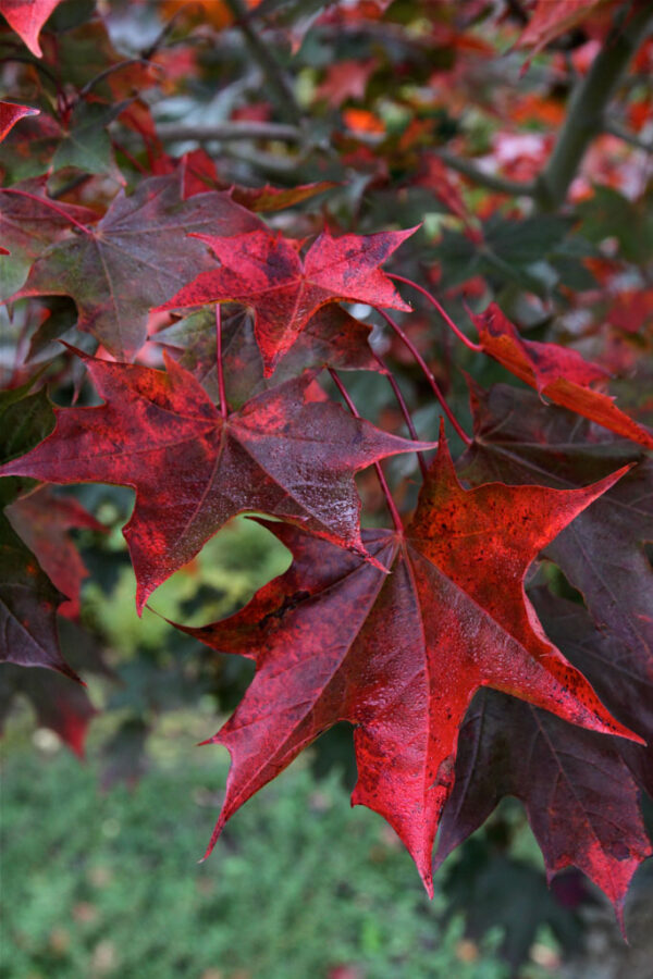 Acer tru. Crimson Sunset Norway Maple, 25 gal 1.75" - Image 2