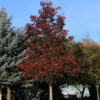 Acer tru. Crimson Sunset Norway Maple, 20 gal 1.5" - Image 3