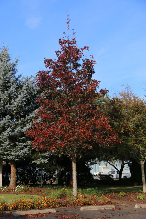 Acer tru. Crimson Sunset Norway Maple, 25 gal 1.75" - Image 3