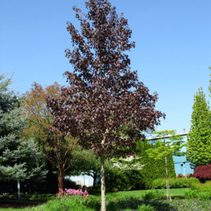 Acer tru. Crimson Sunset Norway Maple, 25 gal 1.75"