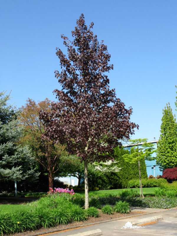 Acer tru. Crimson Sunset Norway Maple, 25 gal 1.75"