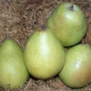 Pyrus PEAR 'D'Anjou'(semi dwarf), 7 gal