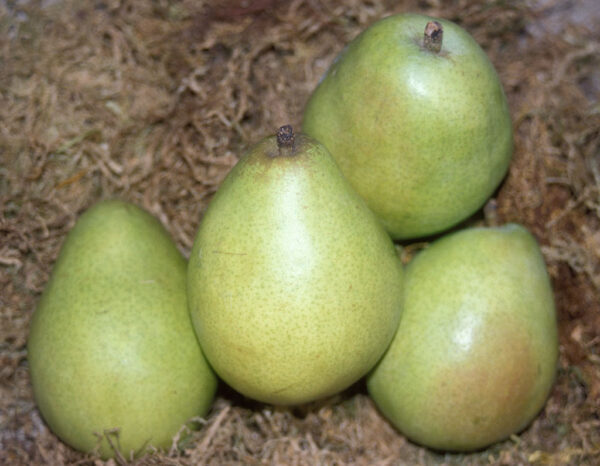 Pyrus PEAR 'D'Anjou'(semi dwarf), 7 gal