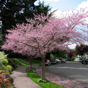 Cercis can. - Eastern Redbud, 15 gal 1.5"