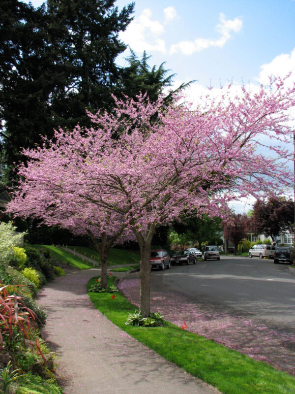 Cercis can. - Eastern Redbud, 15 gal 1.5"