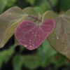 Cercis can. - Eastern Redbud, 15 gal 6-7' - Image 2