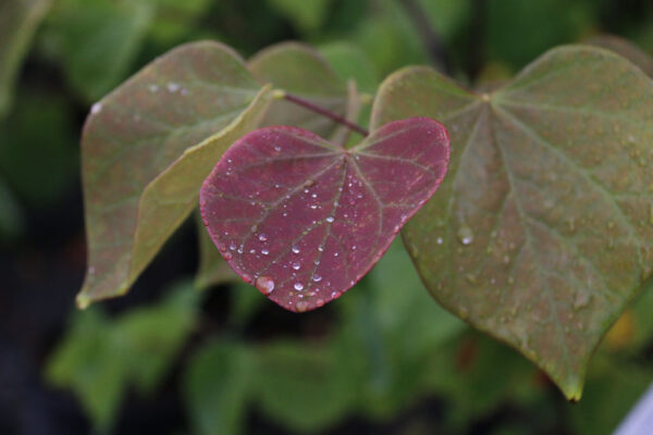 Cercis can. - Eastern Redbud, 15 gal 1.5" - Image 2