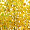 Liriodendron tul. Emerald City Tulip, 20 gal 1.5" - Image 3