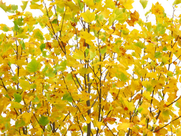 Liriodendron tul. Emerald City Tulip, 20 gal 1.5" - Image 3
