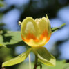 Liriodendron tul. Emerald City Tulip, 20 gal 1.5" - Image 2