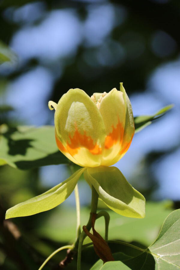 Liriodendron tul. Emerald City Tulip, 20 gal 1.5" - Image 2