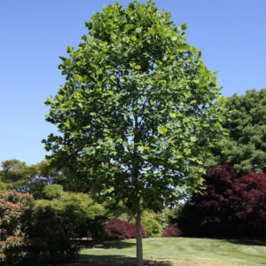 Liriodendron tul. Emerald City Tulip, 20 gal 1.5"