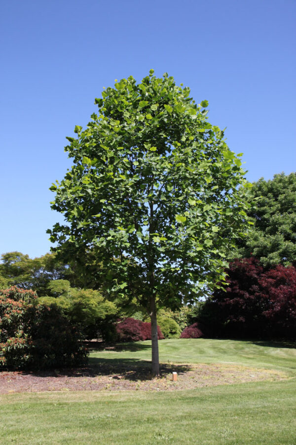 Liriodendron tul. Emerald City Tulip, 20 gal 1.5"