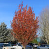 Prunus First Blush Flowering Cherry 10-11', 25 gal 2.5-3" - Image 3