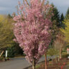 Prunus First Blush Flowering Cherry 10-11', 25 gal 2.5-3" - Image 2
