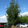 Prunus First Blush Flowering Cherry 10-11', 25 gal 2.5-3"