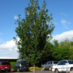 Prunus First Blush Flowering Cherry 10-11', 25 gal 2.5-3"