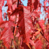Acer tat. gin. 'Flame' Maple, 15 gal 5' - Image 2