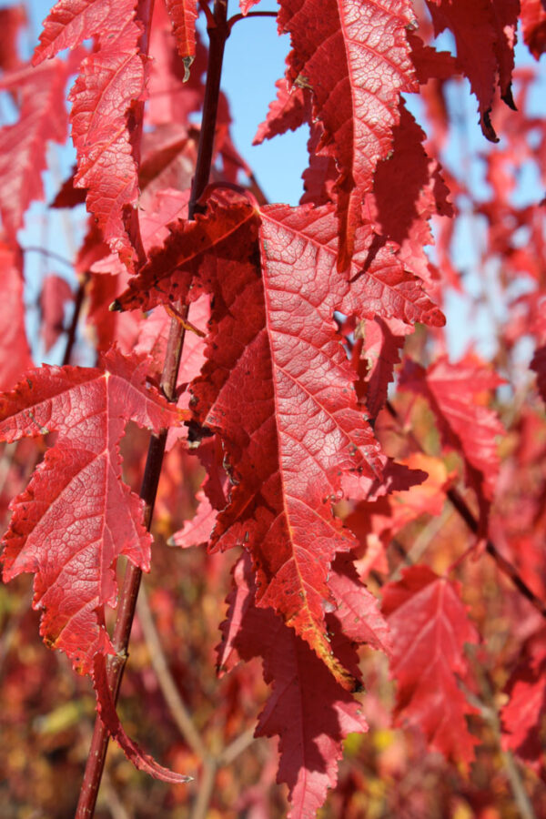 Acer tat. gin. 'Flame' Maple, 15 gal 5' - Image 2