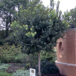 Acer tat. 'Flame' Maple, 15 gal, 5-6' M-S