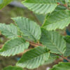 Carpinus bet. ‘Frans Fontaine’ European Hornbeam, 15 gal 1.25" 8-10' - Image 2