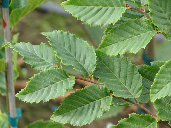 Carpinus bet. ‘Frans Fontaine’ European Hornbeam, 15 gal 1.25" - Image 2