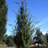 Carpinus bet. ‘Frans Fontaine’ European Hornbeam, 15 gal 1.25" 8-10'
