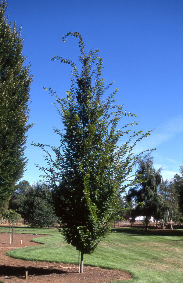 Carpinus bet. ‘Frans Fontaine’ European Hornbeam, 15 gal 1.25"